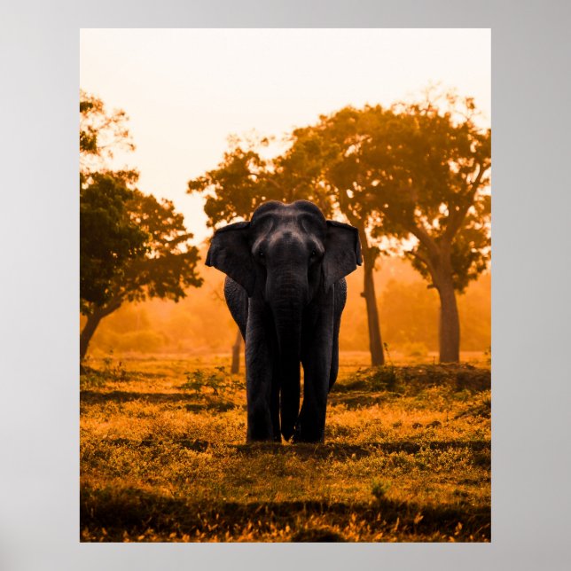 Sri Lankan Elephant i Sunset Poster (Framsidan)