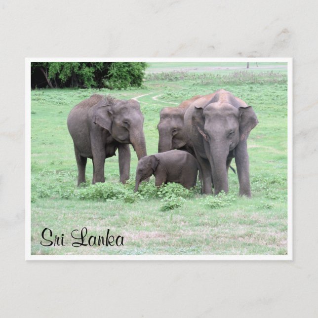 sri lankan elephants vykort (Framsida)