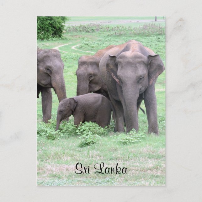 sri lankan elephants vykort (Framsida)