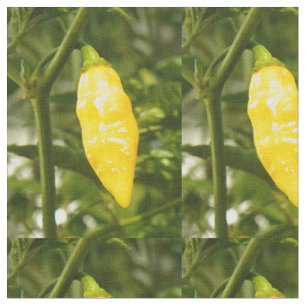 ST AUGUSTINE DATIL PEPPAR TYG