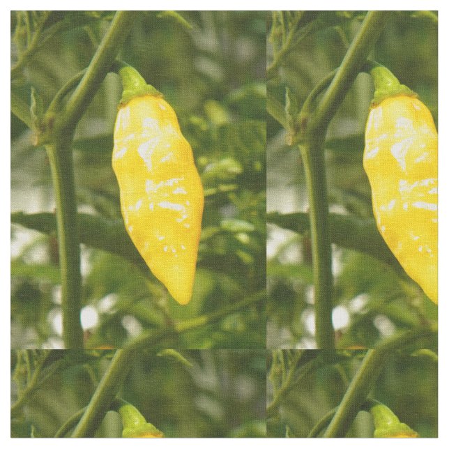 ST AUGUSTINE DATIL PEPPAR TYG (Närbild)