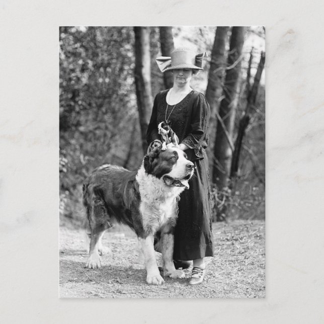 St Bernard & Boston Terrier, 1925 Vykort (Framsida)