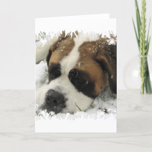 St Bernard Hund Greeting Card Kort