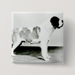 St Bernard hund Knapp