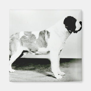 St Bernard hund Magnet