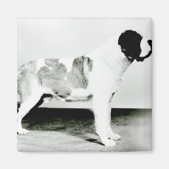 St. Bernard Hund Magnet (Framsidan)