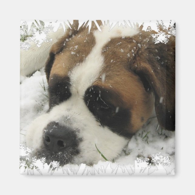 St Bernard Hund Magnet (Framsidan)