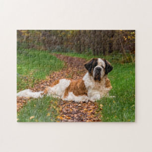 St Bernard hund på hösten Pussel