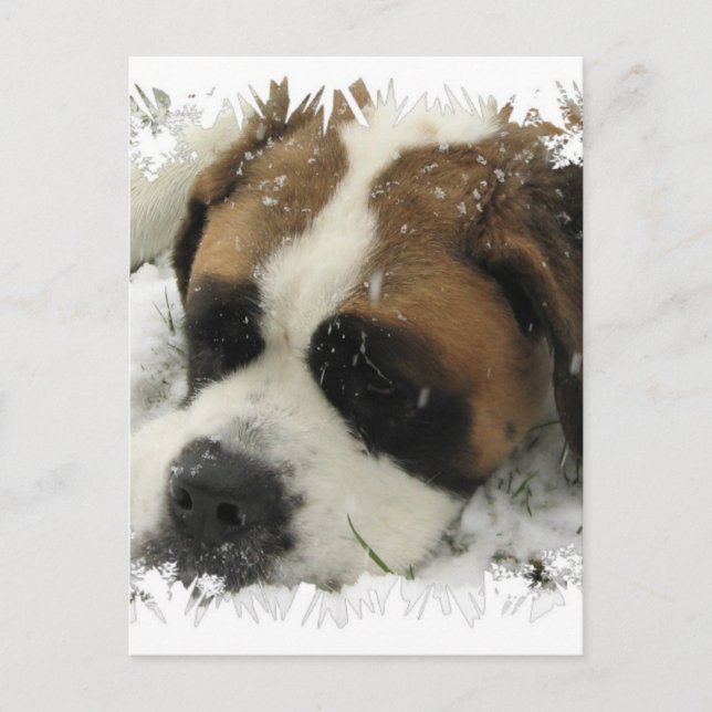 St Bernard Hund Postcard Vykort (Framsida)