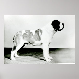 St. Bernard Hund Poster