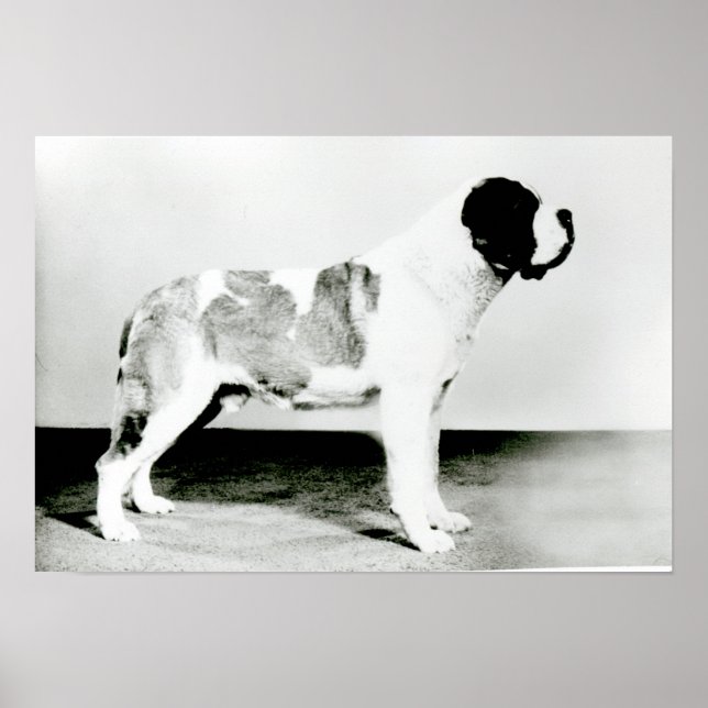 St. Bernard Hund Poster (Framsidan)
