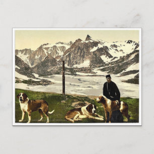 St. Bernard hundar, Valais, Alpernor av, Schweiz c Vykort