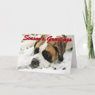St Bernard julkort Helgkort