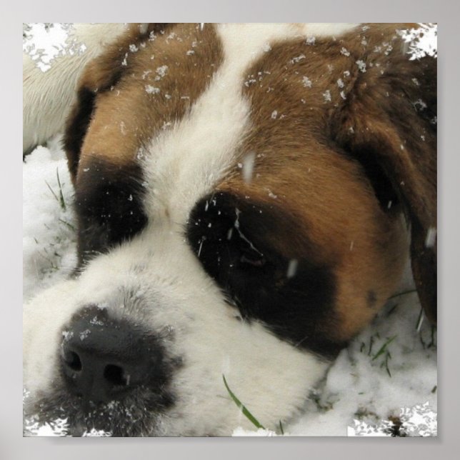 St Bernard Kanvastryck Poster (Framsidan)