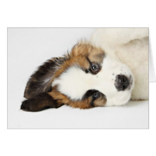 St. Bernard Puppy Hälsningskort