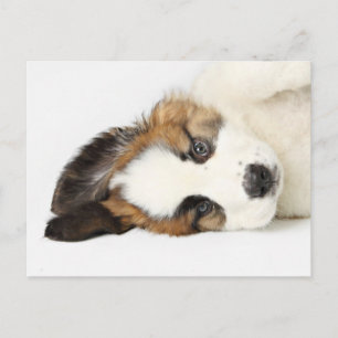 St. Bernard Puppy Vykort