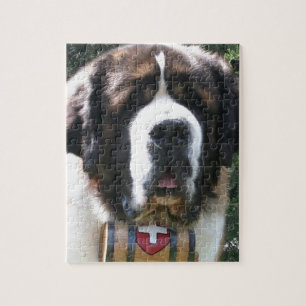 St Bernard Pussel