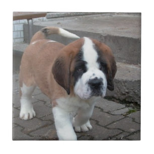 St Bernard valp Kakelplatta