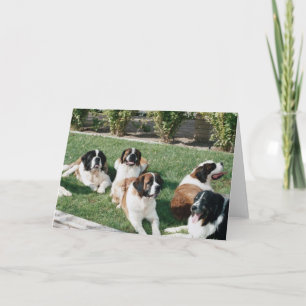St. Bernards i gården Kort