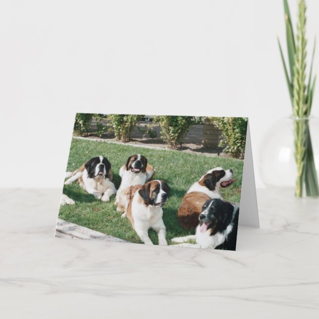 St. Bernards i gården Kort (Framsida)