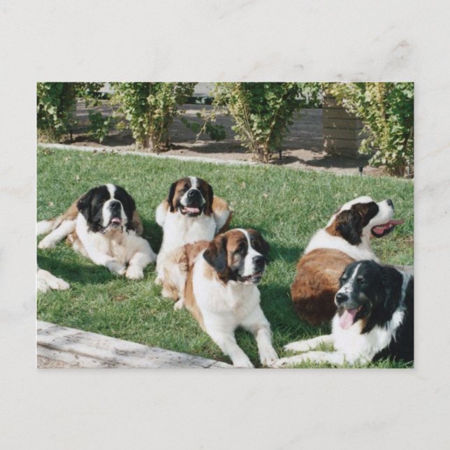St. Bernards på Yard Vykort (Framsida)