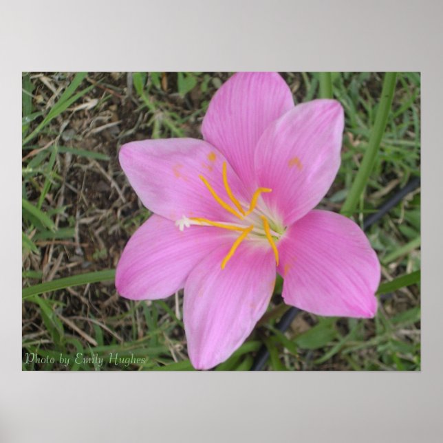 St. Croix Flower Poster (Framsidan)