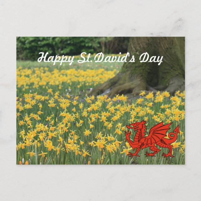 St. David's Day Daffodils Vykort (Framsida)