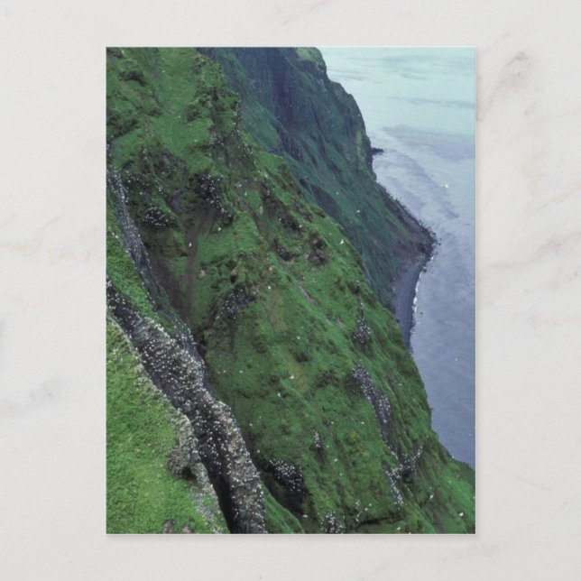 St. George Island, Pribilofs, High Bluffs Vykort (Framsida)