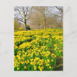 St James's Park London UK Postcard Vykort