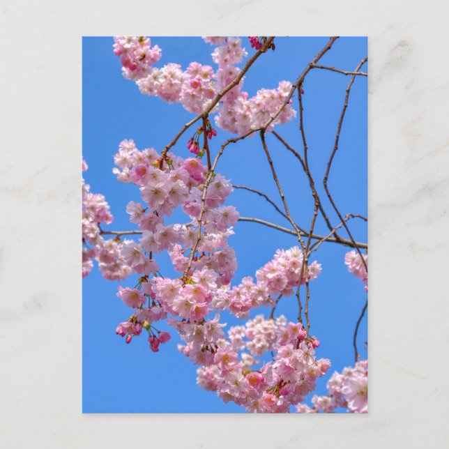 St James's Park London UK Postcard Vykort (Framsida)