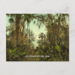 St. Johns River Florida 1898 Photo Vykort