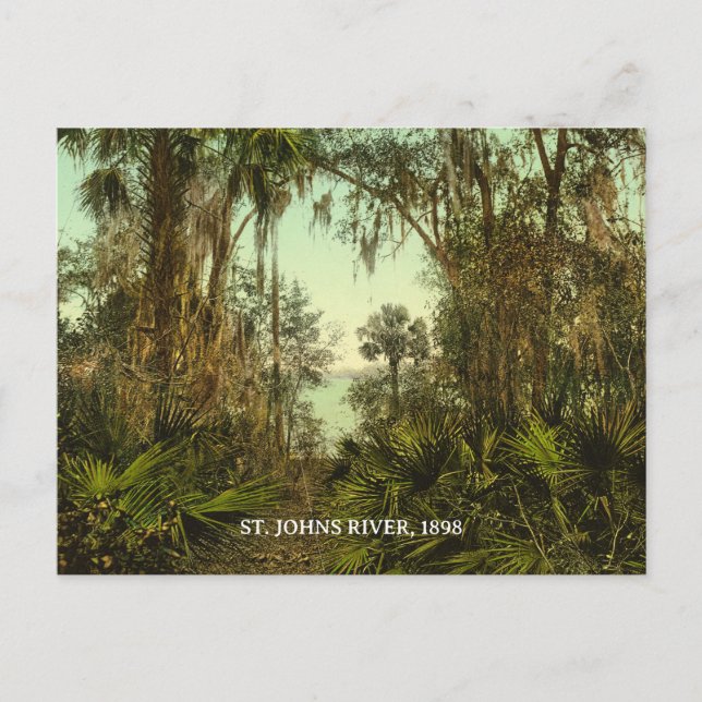 St. Johns River Florida 1898 Photo Vykort (Framsida)
