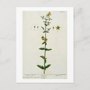 St. John's Wort, 15 från "A Nyfiken Herbal". Vykort