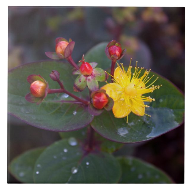 St. John's Wort Decorative Tile Kakelplatta (Framsidan)