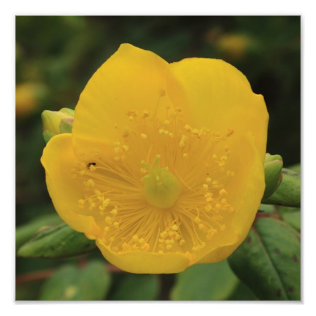 St John's Wort Flower Fototryck (Framsidan)