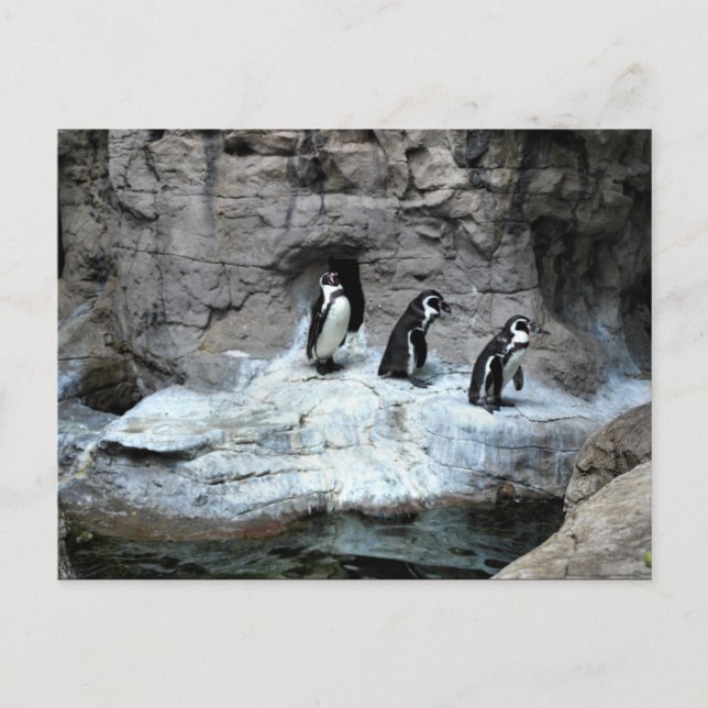 St Louis Zoo 2009 Vykort (Framsida)