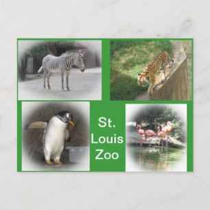 St. Louis Zoo Vykort
