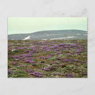 St. Matthew Island, Blackish (eller Lila) Oxytrope Vykort