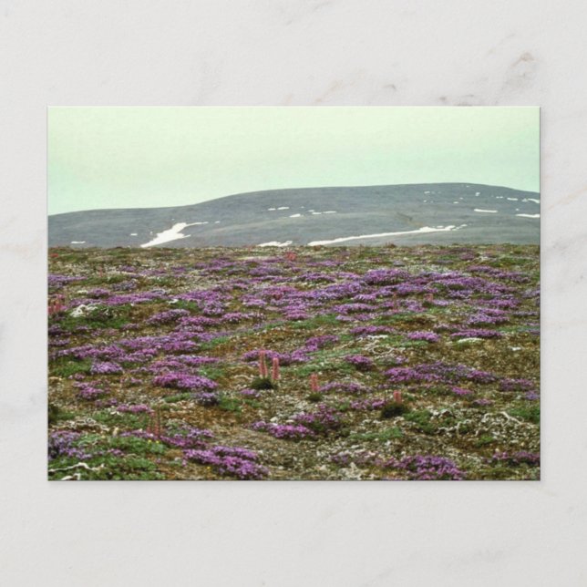 St. Matthew Island, Blackish (eller Lila) Oxytrope Vykort (Framsida)