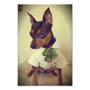 St. Min Pin Fototryck