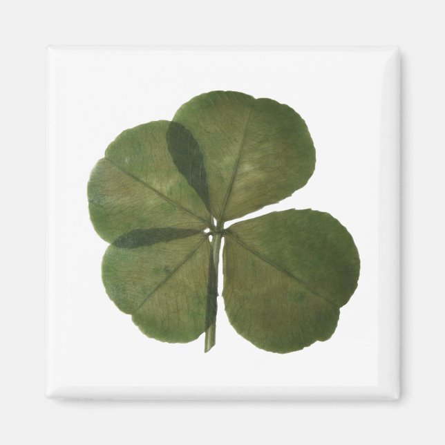 St Patrick Real 4 Löv Klöver Get Lucky Magnet (Framsidan)