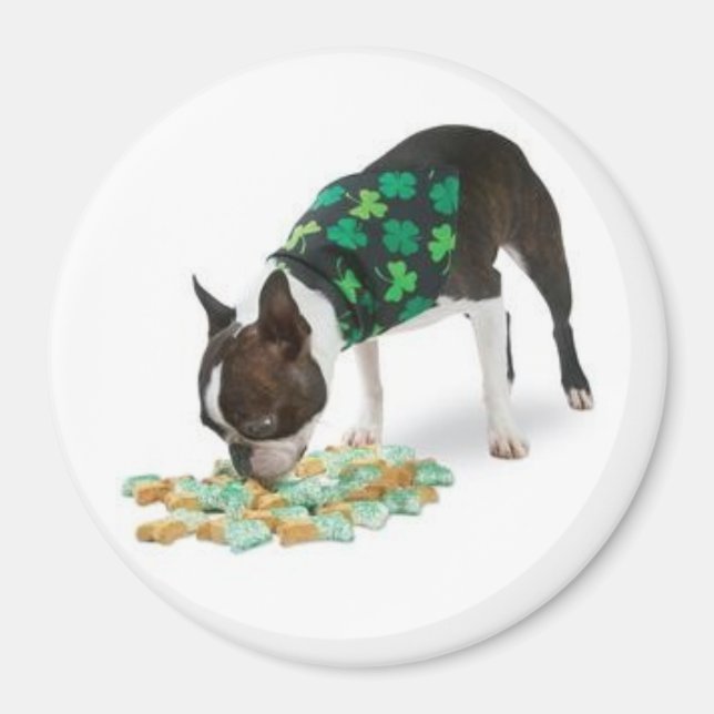 St. Patrick's Day Boston Terrier Magnet (Framsidan)