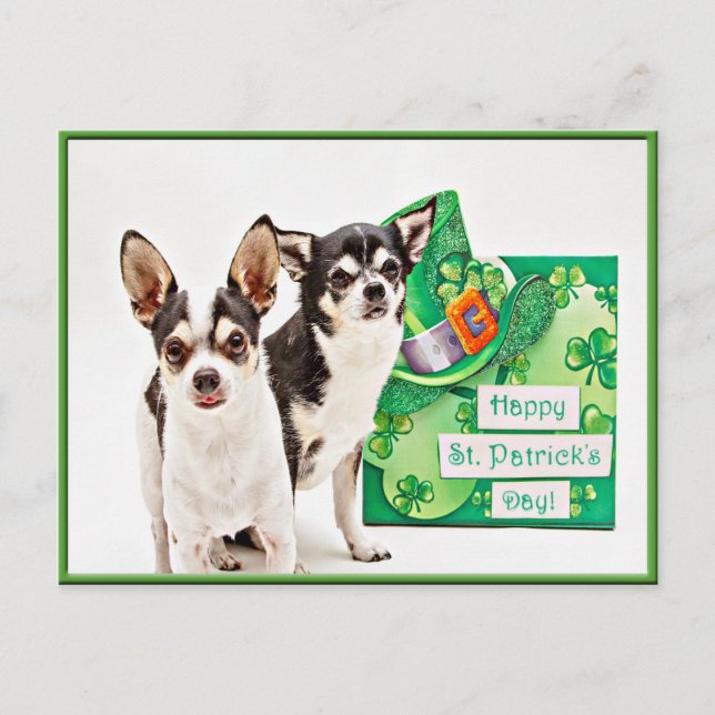 St. Patrick's Day Chihuahua's Vykort (Framsida)