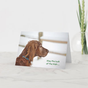 St. Patrick's Day Irish Setter Kort