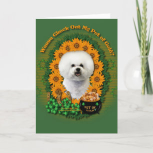 St Patricks - kruka av guld - Bichon Frise Kort
