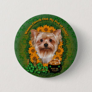 St Patricks - kruka av guld - Yorkshire Terrier Knapp