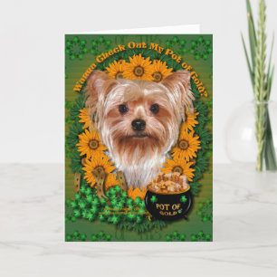St Patricks - kruka av guld - Yorkshire Terrier Kort