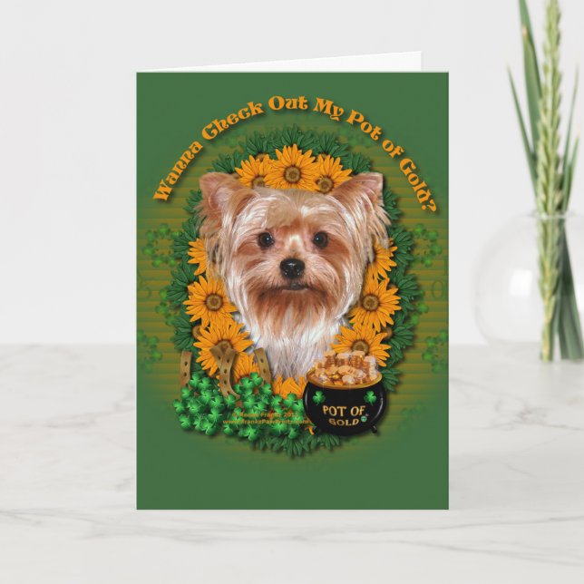 St Patricks - kruka av guld - Yorkshire Terrier Kort (Framsida)
