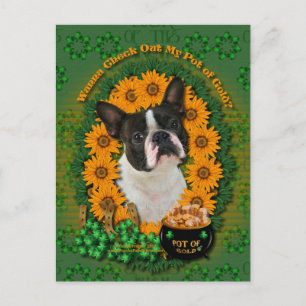 St Patricks - Pot of Guld - Boston Terrier Vykort
