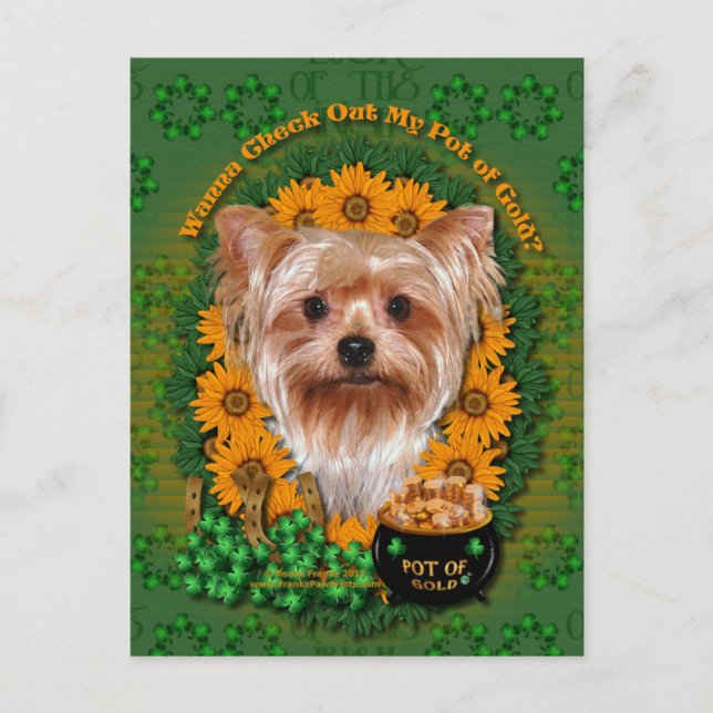 St Patricks - Pot of Guld - Yorkshire Terrier Vykort (Framsida)